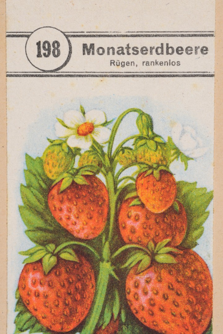 Ansicht eines Erdbeer-Samentütchens aus den 1930er-Jahren
