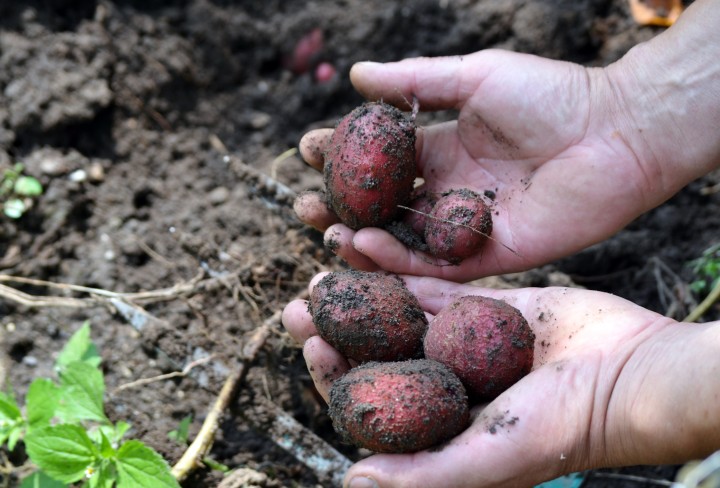 Detailaufnahme von Händen, die Kartoffeln aus der Erde holen