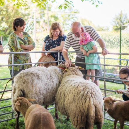 Familie steht an einem Schafsgehege