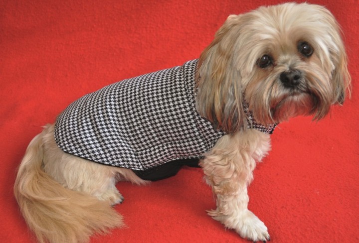 Kleiner Hund in einem Mantel mit schwarz-weißem Pepita-Muster