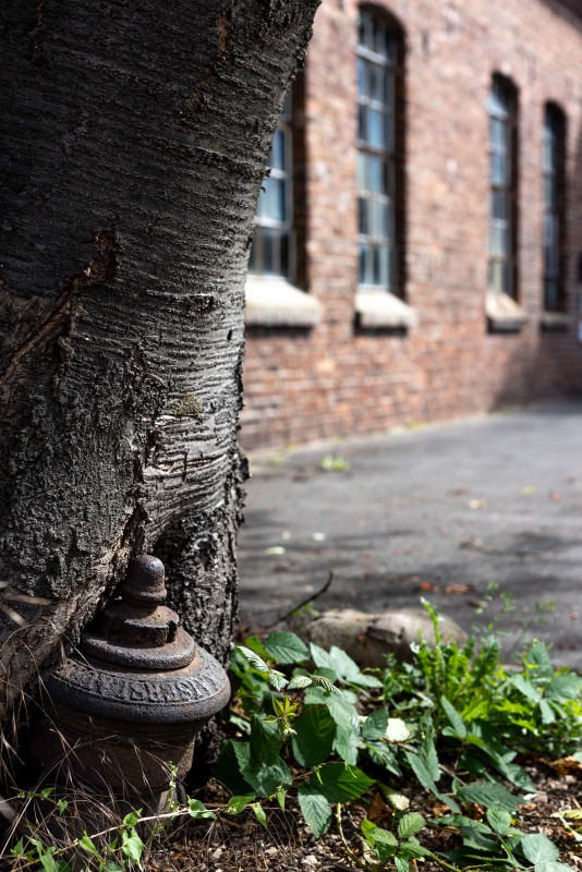 Ein Baum vor der Gesenkschmiede wächst über einen kleinen Metallpfosten