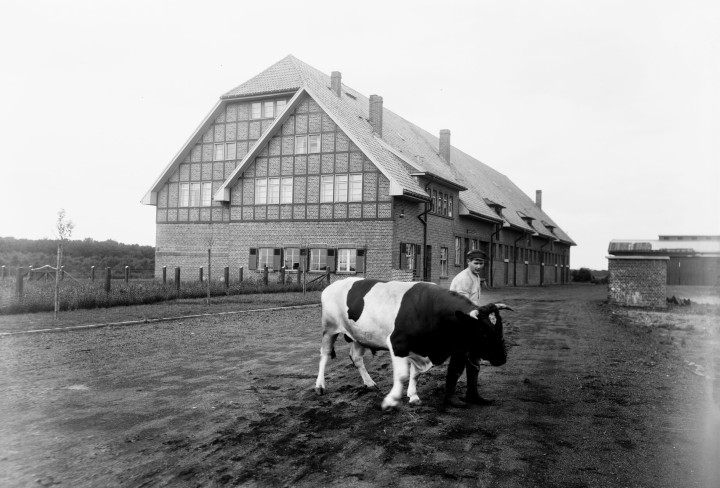 Schwarzweißaufnahme eines Mannes mit Rind auf dem Gutshof Fernewald 
