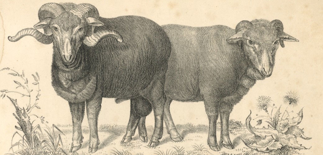 Eine historische Zeichnung von zwei Schafen, die auf einer Weide stehen. Übertitelt ist das Bild mit "Tafel V". Unter den Schafen stehen die Beschriftungen "Widder No 99" links und "Mutter No 42/79" rechts sowie "In der Mögliner Stammschäferei 1844".