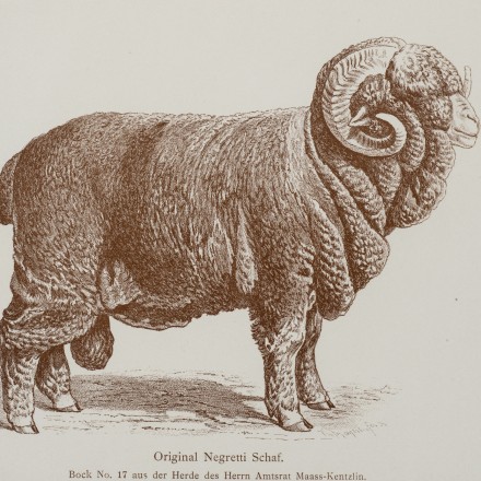 Historische, braun getönte Zeichnung von einem Schafbock, der auch Negretti-Bock genannt wird. Der Bock wird von der Seite gezeigt. Sein Körper ist vollständig von dichter Wolle bedeckt. Er hat eng anliegende, große und spiralig gewundene Hörner. Unter der Abbildung steht der Titel „Original Negretti-Schaf“ und eine weitere Zeile mit Angaben zu Herde und Besitzer: „Bock No. 17 aus der Herde des Herrn Amtsrat Maass-Kentzlin.“