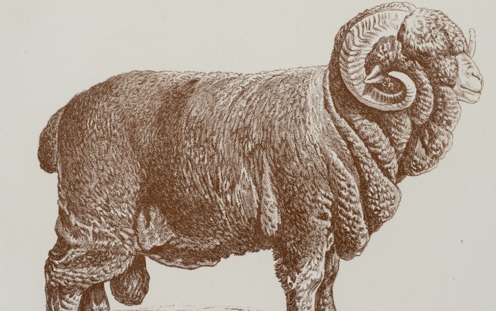 Historische, braun getönte Zeichnung vin einem Schafbock, der auch Negretti-Bock genannt wird. Der Bock wird von der Seite gezeigt. Sein Körper ist vollständig von dichter Wolle bedeckt. Er hat eng anliegende, große und spiralig gewundene Hörner. Unter der Abbildung steht der Titel "Original Negretti schaf" und eine weitere Zeile mit Angaben zu Herde und Besitzer: "Bock No. 17 aus der Herde des Herrn Amtsrat Maass-Kentzlin."