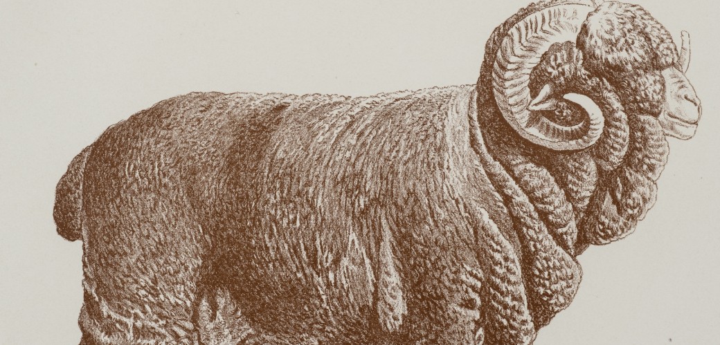 Historische, braun getönte Zeichnung vin einem Schafbock, der auch Negretti-Bock genannt wird. Der Bock wird von der Seite gezeigt. Sein Körper ist vollständig von dichter Wolle bedeckt. Er hat eng anliegende, große und spiralig gewundene Hörner. Unter der Abbildung steht der Titel "Original Negretti schaf" und eine weitere Zeile mit Angaben zu Herde und Besitzer: "Bock No. 17 aus der Herde des Herrn Amtsrat Maass-Kentzlin."