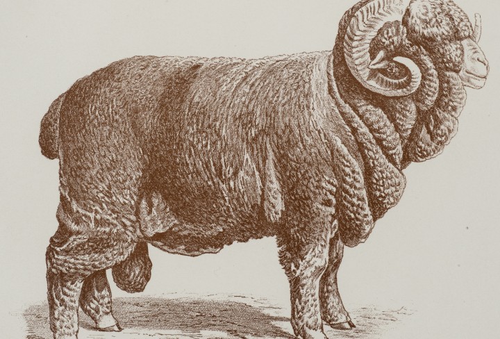 Historische, braun getönte Zeichnung vin einem Schafbock, der auch Negretti-Bock genannt wird. Der Bock wird von der Seite gezeigt. Sein Körper ist vollständig von dichter Wolle bedeckt. Er hat eng anliegende, große und spiralig gewundene Hörner. Unter der Abbildung steht der Titel "Original Negretti schaf" und eine weitere Zeile mit Angaben zu Herde und Besitzer: "Bock No. 17 aus der Herde des Herrn Amtsrat Maass-Kentzlin."