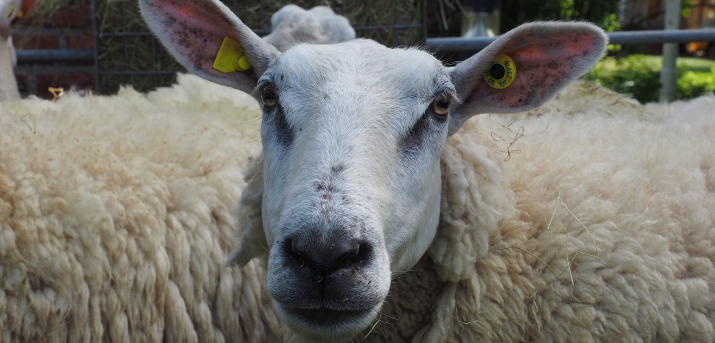 Ein Schaf blickt frontal in die Kamera. Es ist weiß.