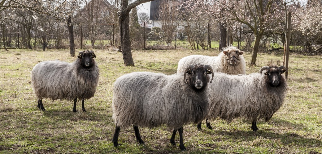 Vier Schafe auf einer Wiese
