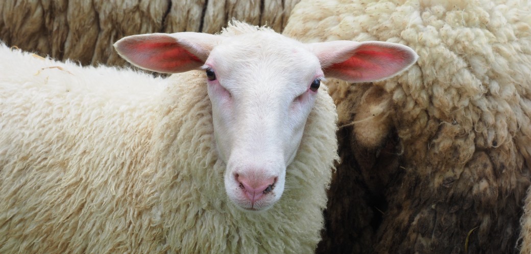 Flauschiges Schaf sieht in die Kamera
