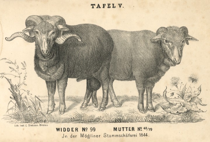 Ein historischer Stahlstich zeigt einen Widder und ein Schaf.