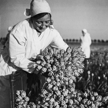 Schwarz-Weiß-Fotografie einer Frau, die auf einem Tulpenfeld einen großen Tulpenstrauß hält. Vor ihr liegen noch mehr Tulpen. Im Hintergrund ist eine weitere Person auf dem Feld zu sehen.