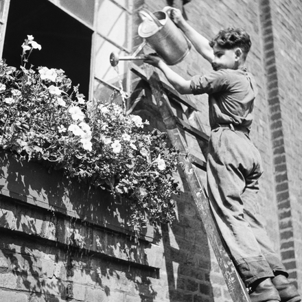 Ein Junge steht auf einer Leiter und gießt Blumen in einem Blumenkasten auf einer Fensterbank.