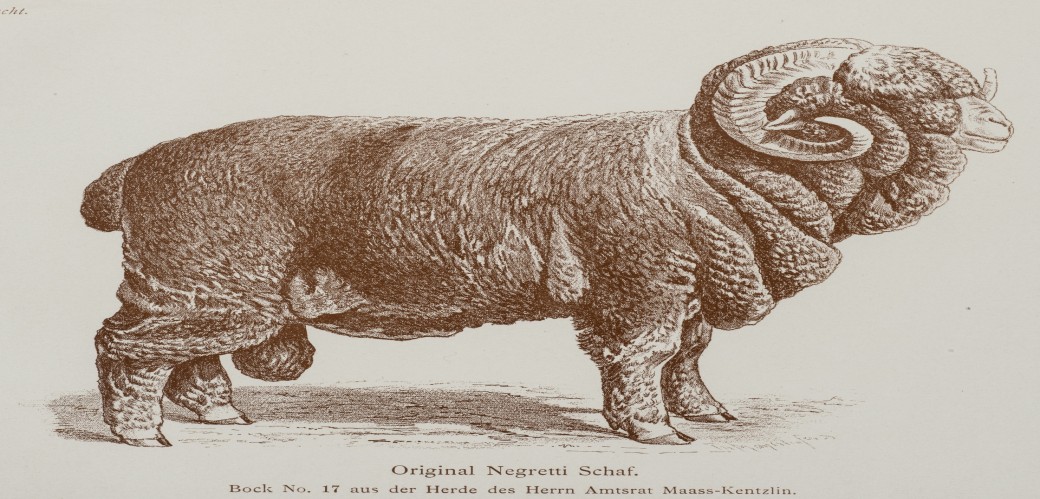 Zeichnung eines Negretti-Schafbocks mit dichten, gewellten Wollfalten und gedrehten Hörnern.