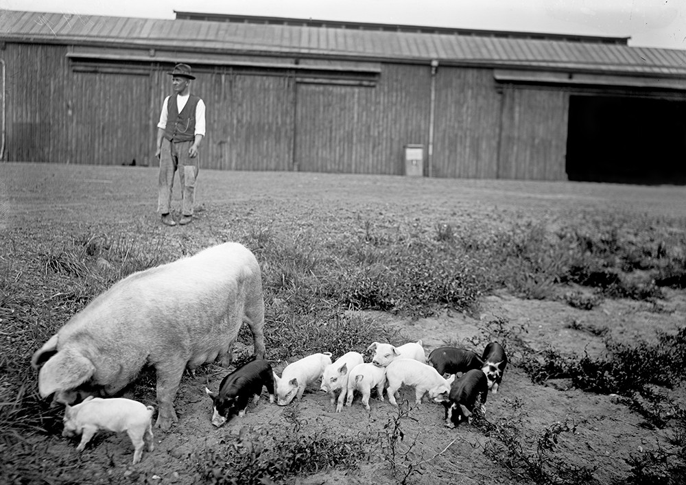 Historisches Schwarzweiß-Bild eines Landarbeiters auf einer Wiese mit Schweinen, dahinter ein Stallgebäude