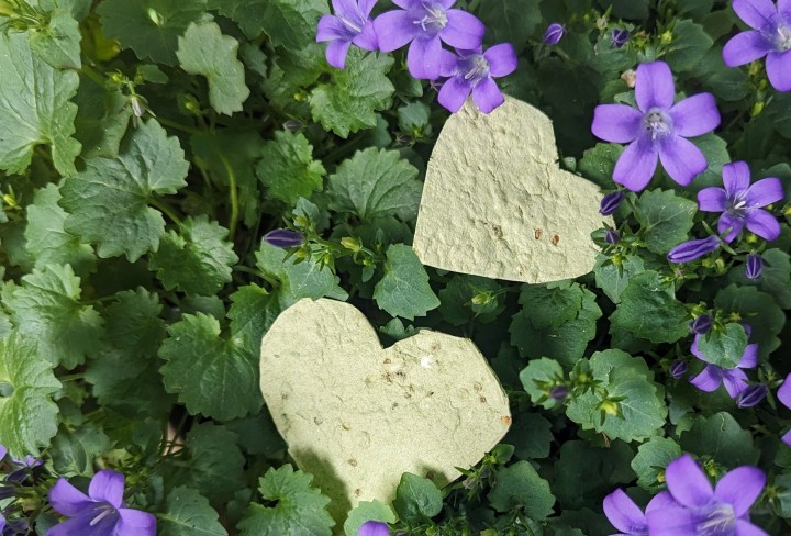 Zwei herzförmig geschnittene Samenpapiere auf eine Pflanze mit Blüten gelegt