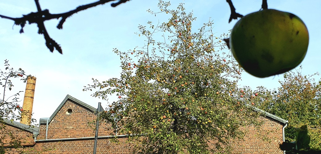 Zweig mit einem Apfel vor den Scheddächern der Gesenkschmiede