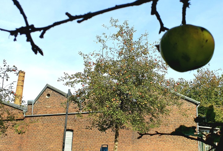 Apfel an einem Ast vor Scheddach und blauem Himmel