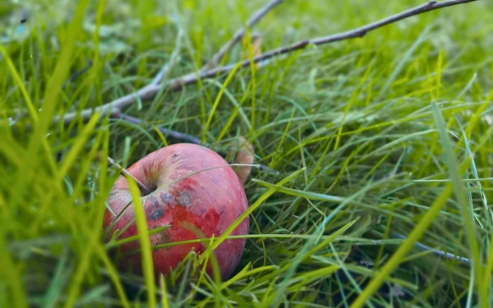 Apfel der auf der Wiese vor der Gesenkschmiede Hendrichs liegt. 
