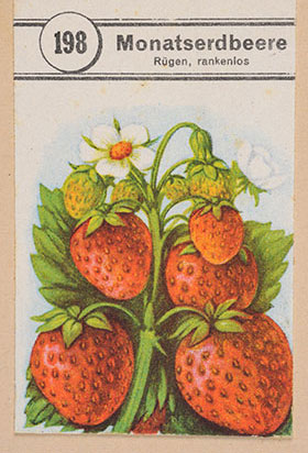 Eine Samentüte bildet Erdbeeren ab und trägt die Aufschrift "Monatserdbeere".