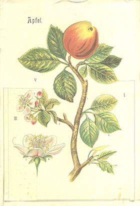 Ein altes, gemaltes Bild zeigt einen blühenden Apfelbaumzweig, an dessen Ende ein reifer Apfel hängt.