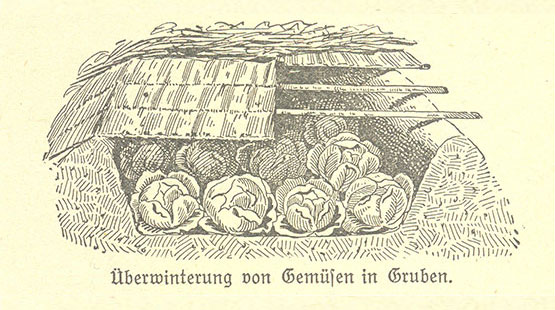 Ein altes, gezeichnetes Bild zeigt ein Dutzend Kohlköpfe, die in einer Erdgrube unter einer Abdeckung gelagert sind.