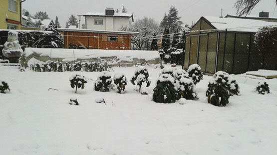 Ein Gemüsegarten mit Gewächshaus im tiefen Schnee.